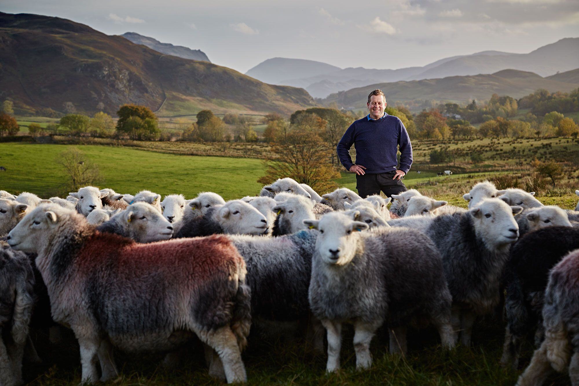 British Farmer with a flock of sheep